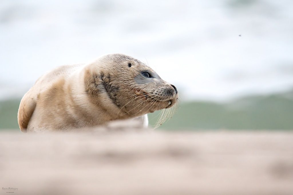 Gewone zeehond, Harbor seal