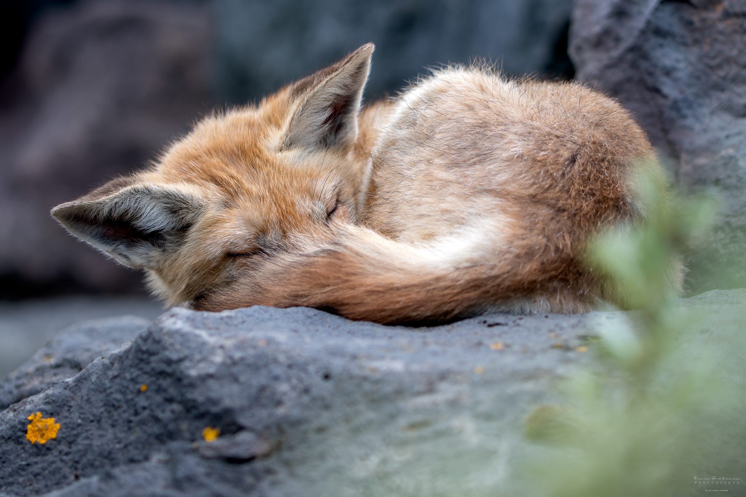 Fox, Mammals, Other Animals, Red fox, Vulpes vulpes