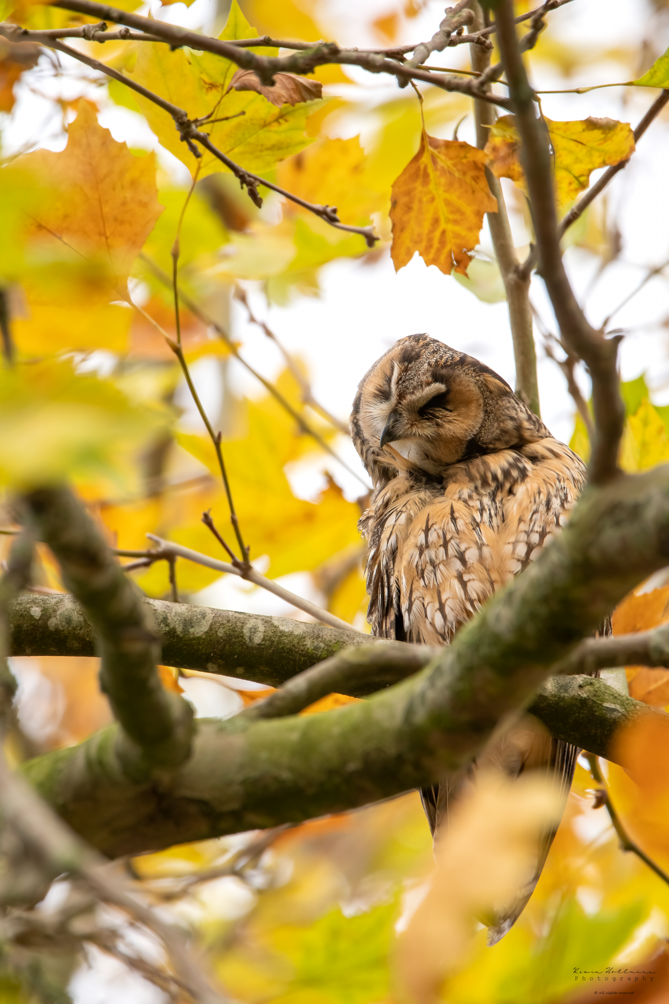 Ransuil, Long-eared owl, Asio otus, Uilen