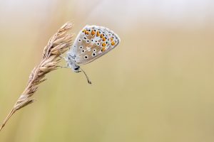 Bruin blauwtje, Lycaenidae, Aricia agestis, Vlinders, Butterfly