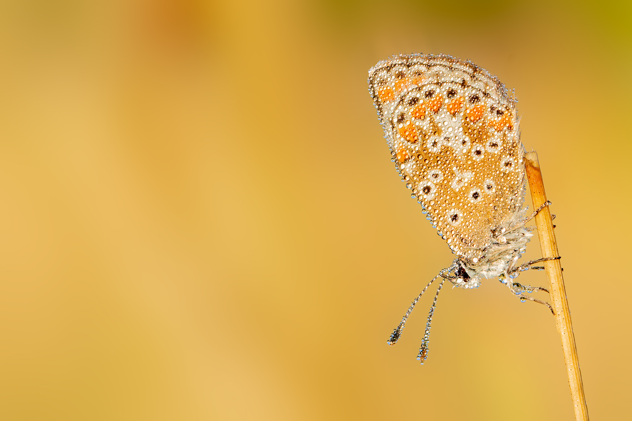 Bruin blauwtje, Lycaenidae, Aricia agestis, Vlinders, Butterfly