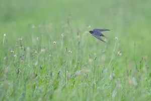 Barn Swallow, Birds, Boerenzwaluw, Hirundo rustica, Zwaluwen, Swallows, Swallow