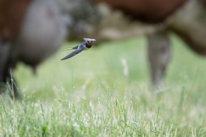 Barn Swallow, Birds, Boerenzwaluw, Hirundo rustica, Zwaluwen, Swallows, Swallow