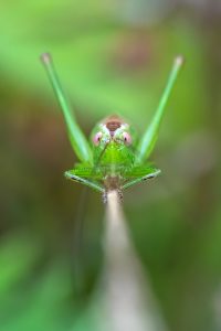 Grote groene sabelsprinkhaan, Tettigonia viridissima, Sprinkhanen, Tettigonia, Insecten, Arthropoda, Geleedpotigen, Great Green Bush-cricket