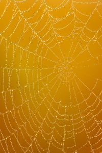 Spinnenweb, Web, Macro, Dew, Ochtenddauw, Dauw