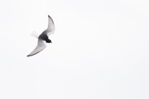 Witvleugelstern, White-winged Tern, Chlidonias leucopterus, Sterns, Sternidae