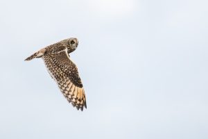 Velduil, Short-eared Owl, Asio flammeus, Uilen, Strigidae, Birds, Vogels