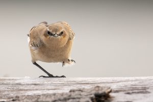 Tapuit, Northern Wheatear, Oenanthe oenanthe, Vliegenvangers, Muscicapidae