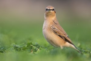 Tapuit, Northern Wheatear, Oenanthe oenanthe, Vliegenvangers, Muscicapidae
