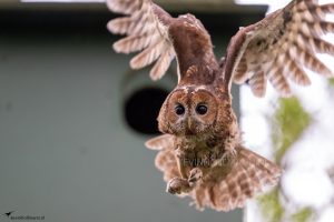 Bosuil, Tawny Owl, Strix aluco, Uilen, Strigidae, Vogels, Birds, Takkeling, Kevin Hollmann, nestkastlive.nl