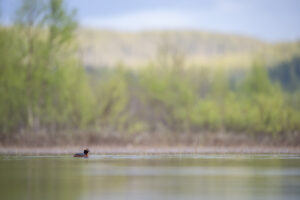 Kuifduiker, Horned grebe, Horndukkar, Podicipedidae, Podiceps, Podiceps auritus, Trøndelag, Birds, Kevin Hollmann, Norway, NIKKOR Z 400mm F2.8 TC VR S, Nikon Z9,