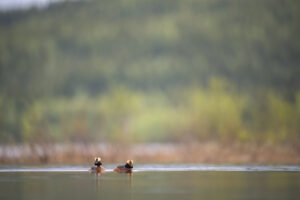 Kuifduiker, Horned grebe, Horndukkar, Podicipedidae, Podiceps, Podiceps auritus, Trøndelag, Birds, Kevin Hollmann, Norway, NIKKOR Z 400mm F2.8 TC VR S, Nikon Z9,