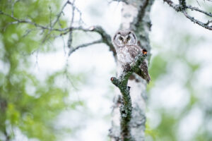 Ruigpootuil, Strigiformes, Strigidae, Aegolius, Aegolius funereus, Strix funerea, Boreal owl, Perleugle, Trøndelag, Birds, Kevin Hollmann, Norway, NIKKOR Z 400mm F2.8 TC VR S, Nikon Z9,