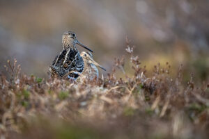 oelsnip, Great Snipe, Dobbeltbekkasin, Trøndelag, Norway, Scolopacidae, Gallinago, Gallinago media, Birds, Vogels, Kevin Hollmann, Norway, NIKKOR Z 400mm F2.8 TC VR S, Nikon Z9,