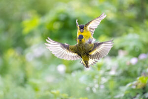 Sijs, Eurasian siskin, Grønsisik, Passeriformes, Fringillidae, Spinus, Spinus spinus, Trøndelag, Birds, Vogels, Kevin Hollmann, Norway, NIKKOR Z 400mm F2.8 TC VR S, Nikon Z9,